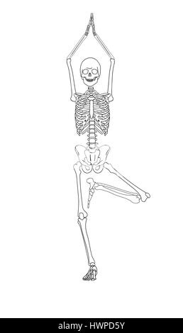 Menschliches Skelett in Yogaposition auf weißem Hintergrund. Stockfoto