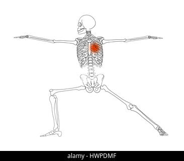 Menschliches Skelett in Yogaposition auf weißem Hintergrund. Stockfoto