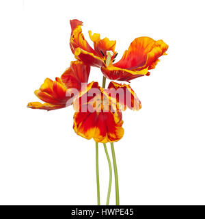 Markante Tulipa Papagei-Tulpen "Bright Papagei" auf einem weißen Hintergrund Stockfoto