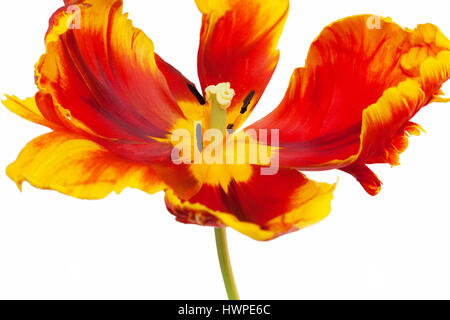 Markante Tulipa Papageien-Tulpe "Helle Papagei" auf einem weißen Hintergrund Stockfoto