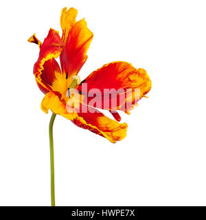 Markante Tulipa Papageien-Tulpe "Helle Papagei" auf einem weißen Hintergrund Stockfoto