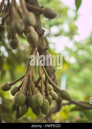 Frische junge Durian Frucht am Baum hängen. Stockfoto