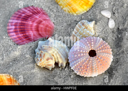 Mischen im Sonnenuntergang Beleuchtung eine Seite niedrigen hellen und dunklen Schatten bunte Schale Fisch auf dem Strand mit Platz für text Stockfoto