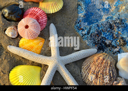 Mischen im Sonnenuntergang Beleuchtung eine Seite niedrigen hellen und dunklen Schatten bunte Schale Fisch auf dem Strand mit Platz für text Stockfoto