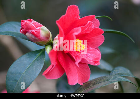 CAMELLIA JAPONICA FREIHEIT BELL Stockfoto