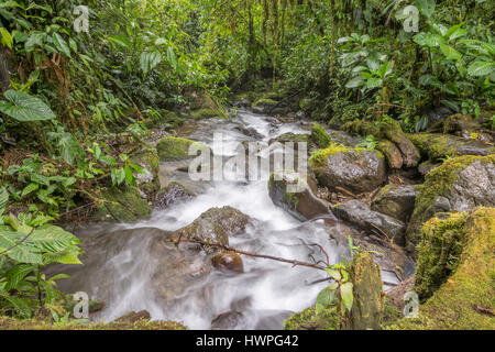 Eine rasch fließende Bach durch unberührten bergigen Regenwald an den westlichen Hängen der Anden in der Provinz Carchi, Ecuador Stockfoto