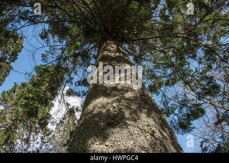 Blick hinauf entlang der Stamm einer Pinie, die Kappe oben. Stockfoto