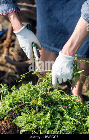 Mischen Kompost mit Zutaten von Stroh und Pferd Gülle mit grünen Garten Abfall UK Stockfoto