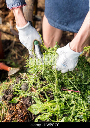 Mischen Kompost mit Zutaten von Stroh und Pferd Gülle mit grünen Garten Abfall UK Stockfoto