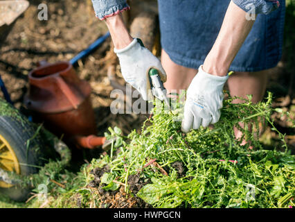 Mischen Kompost mit Zutaten von Stroh und Pferd Gülle mit grünen Garten Abfall UK Stockfoto