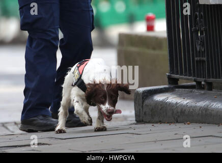 Ein Polizeihund und Handler in der Nähe des Palace of Westminster, London, nachdem Polizisten erstochen worden und seine scheinbare Angreifer beschossen von Offizieren in a-Dur Sicherheitsvorfall den Houses of Parliament. Stockfoto