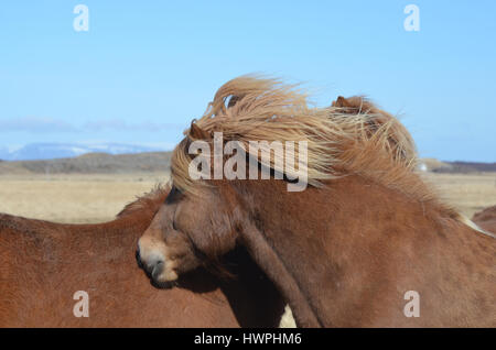 Paar Pflege Palomino Islandpferde in einem Feld. Stockfoto