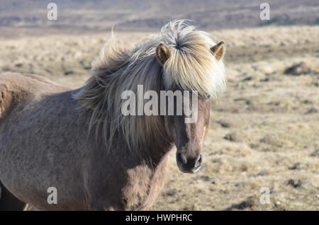 Attraktive Islandpferd mit eine Dicke blonde Mähne im Wind wehen. Stockfoto