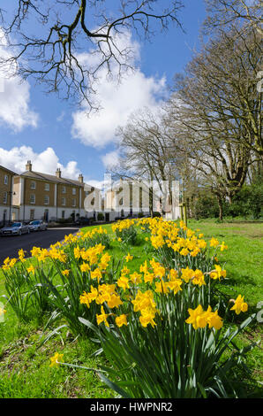 Verkehrssysteme, Dorset, UK. 22. März 2017. Großbritannien Wetter. Narzissen blühen in den schönen warmen Frühling Sonnenschein und Blues Himmel an Verkehrssysteme in Dorset. Bildnachweis: Graham Hunt/Alamy Live-Nachrichten Stockfoto