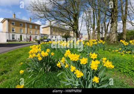 Verkehrssysteme, Dorset, UK. 22. März 2017. Großbritannien Wetter. Narzissen blühen in den schönen warmen Frühling Sonnenschein und Blues Himmel an Verkehrssysteme in Dorset. Bildnachweis: Graham Hunt/Alamy Live-Nachrichten Stockfoto