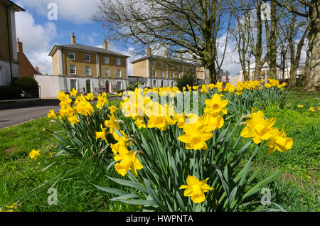 Verkehrssysteme, Dorset, UK. 22. März 2017. Großbritannien Wetter. Narzissen blühen in den schönen warmen Frühling Sonnenschein und Blues Himmel an Verkehrssysteme in Dorset. Bildnachweis: Graham Hunt/Alamy Live-Nachrichten Stockfoto