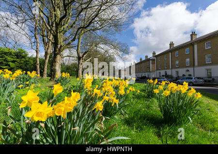 Verkehrssysteme, Dorset, UK. 22. März 2017. Großbritannien Wetter. Narzissen blühen in den schönen warmen Frühling Sonnenschein und Blues Himmel an Verkehrssysteme in Dorset. Bildnachweis: Graham Hunt/Alamy Live-Nachrichten Stockfoto