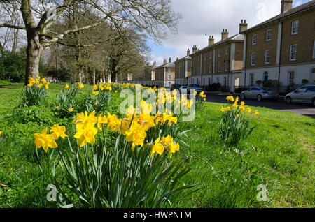 Verkehrssysteme, Dorset, UK. 22. März 2017. Großbritannien Wetter. Narzissen blühen in den schönen warmen Frühling Sonnenschein und Blues Himmel an Verkehrssysteme in Dorset. Bildnachweis: Graham Hunt/Alamy Live-Nachrichten Stockfoto