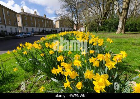 Verkehrssysteme, Dorset, UK. 22. März 2017. Großbritannien Wetter. Narzissen blühen in den schönen warmen Frühling Sonnenschein und Blues Himmel an Verkehrssysteme in Dorset. Bildnachweis: Graham Hunt/Alamy Live-Nachrichten Stockfoto