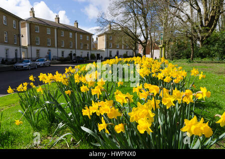 Verkehrssysteme, Dorset, UK. 22. März 2017. Großbritannien Wetter. Narzissen blühen in den schönen warmen Frühling Sonnenschein und Blues Himmel an Verkehrssysteme in Dorset. Bildnachweis: Graham Hunt/Alamy Live-Nachrichten Stockfoto