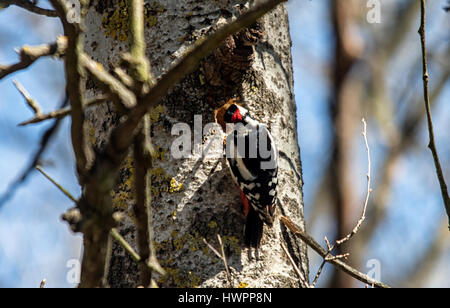 Elchovo, Bulgarien. 22. März 2017. Frühling in die Idee Sendezeit für Nestbau für diese Jahre Zucht, grüßen Spotted Woodpecker macht ein Nest Loch unter dem blauen Himmel an einem warmen Tag entlang des Eco-Trail von Liebhabern aus der bulgarischen Vogel Socity verwaltet. Bildnachweis: Clifford Norton/Alamy Live-Nachrichten Stockfoto