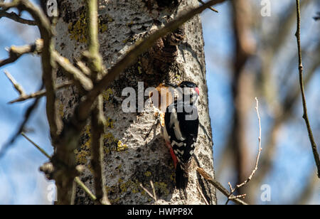 Elchovo, Bulgarien. 22. März 2017. Frühling in die Idee Sendezeit für Nestbau für diese Jahre Zucht, grüßen Spotted Woodpecker macht ein Nest Loch unter dem blauen Himmel an einem warmen Tag entlang des Eco-Trail von Liebhabern aus der bulgarischen Vogel Socity verwaltet. Bildnachweis: Clifford Norton/Alamy Live-Nachrichten Stockfoto