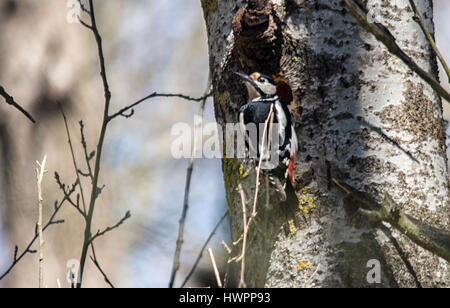 Elchovo, Bulgarien. 22. März 2017. Frühling in die Idee Sendezeit für Nestbau für diese Jahre Zucht, grüßen Spotted Woodpecker macht ein Nest Loch unter dem blauen Himmel an einem warmen Tag entlang des Eco-Trail von Liebhabern aus der bulgarischen Vogel Socity verwaltet. Bildnachweis: Clifford Norton/Alamy Live-Nachrichten Stockfoto