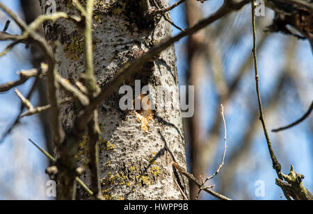 Elchovo, Bulgarien. 22. März 2017. Frühling in die Idee Sendezeit für Nestbau für diese Jahre Zucht, grüßen Spotted Woodpecker macht ein Nest Loch unter dem blauen Himmel an einem warmen Tag entlang des Eco-Trail von Liebhabern aus der bulgarischen Vogel Socity verwaltet. Bildnachweis: Clifford Norton/Alamy Live-Nachrichten Stockfoto