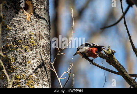 Elchovo, Bulgarien. 22. März 2017. Frühling in die Idee Sendezeit für Nestbau für diese Jahre Zucht, grüßen Spotted Woodpecker macht ein Nest Loch unter dem blauen Himmel an einem warmen Tag entlang des Eco-Trail von Liebhabern aus der bulgarischen Vogel Socity verwaltet. Bildnachweis: Clifford Norton/Alamy Live-Nachrichten Stockfoto