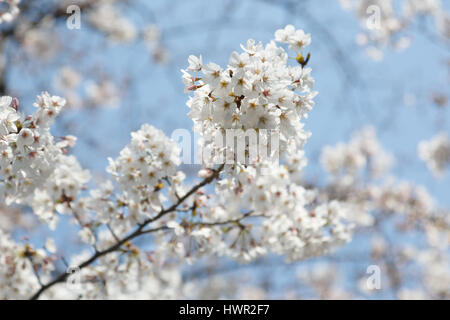 Tokio, Japan. 4. April 2017. Kirschblüten Baum Blumen sind im Chidorigafuchi Park am 4. April 2017, Tokyo, Japan gesehen. Die Japan Meteorological Agency verkündete, dass Tokios Kirschbäume in voller Blüte am Sonntagmorgen basierend auf Messungen am Yasukuni-Schrein. Chidorigafuchi Park ist ein Tokio die beliebtesten Standorte für Hanami (Kirschblütenschau) in dieser Saison. Bildnachweis: Rodrigo Reyes Marin/AFLO/Alamy Live-Nachrichten Stockfoto