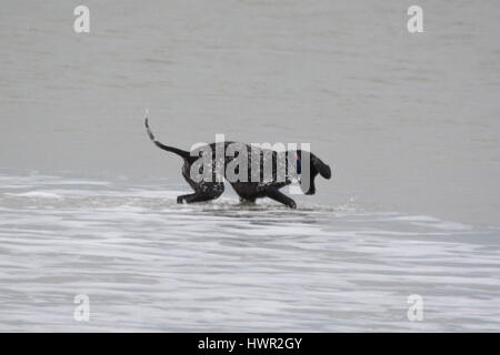 Marazion, Cornwall, UK. 4. April 2017. Großbritannien Wetter. Bewölkt Morgen in Marazion bei Ostern Urlaubern zu Warm einpacken. Allerdings wird die Sonne, später in den Tag erwartet. Bildnachweis: Cwallpix/Alamy Live-Nachrichten Stockfoto