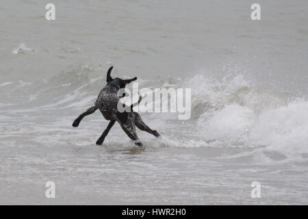 Marazion, Cornwall, UK. 4. April 2017. Großbritannien Wetter. Bewölkt Morgen in Marazion bei Ostern Urlaubern zu Warm einpacken. Allerdings wird die Sonne, später in den Tag erwartet. Bildnachweis: Cwallpix/Alamy Live-Nachrichten Stockfoto