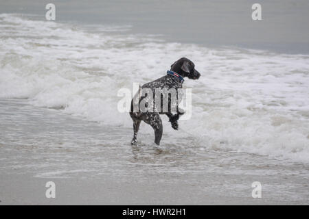 Marazion, Cornwall, UK. 4. April 2017. Großbritannien Wetter. Bewölkt Morgen in Marazion bei Ostern Urlaubern zu Warm einpacken. Allerdings wird die Sonne, später in den Tag erwartet. Bildnachweis: Cwallpix/Alamy Live-Nachrichten Stockfoto