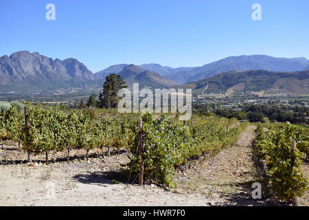 Weinberg, Franschhoek, Westkap, Südafrika Stockfoto