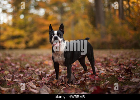 Wunderschöne Boston Terrier im Herbst draußen spielen lässt. Herbst-Saison. Stockfoto