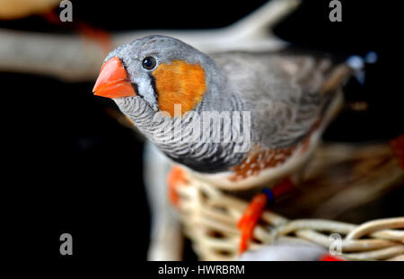 Zebrafinken Vogel im Käfig für Haustier Foto mit Blitzbeleuchtung bunt. Stockfoto