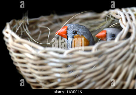 Paar Zebrafinken Vogel im Nest für Vogel-Foto mit Flash-Beleuchtung. Stockfoto