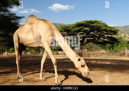 Kenia, Berglandschaft in der Umgebung von South Horr Dorf von Samburu Leute auf dem Weg zum Turkana-See Stockfoto