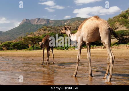 Kenia, Berglandschaft in der Umgebung von South Horr Dorf von Samburu Leute auf dem Weg zum Turkana-See Stockfoto