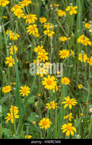 Mais-Ringelblume: Chrysanthemum Segetum. Extremadura, Spanien Stockfoto