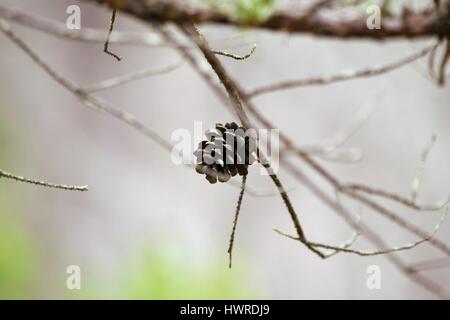 Tannenzapfen Stockfoto