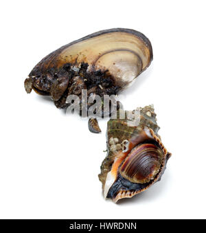 Geäderten Rapa Wellhornschnecke und Anodonta (Flussmuscheln). Isoliert auf weißem Hintergrund. Stockfoto
