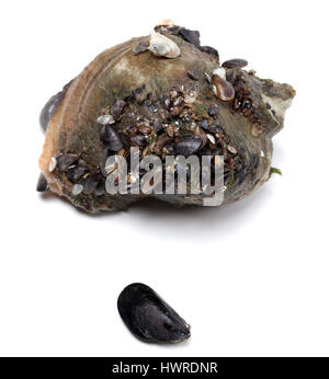 Geäderten Rapa Wellhornschnecke und kleine Muschel aus dem Schwarzen Meer. Isoliert auf weißem Hintergrund. Stockfoto