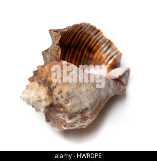 Leere Hülle von Rapana Venosa isoliert auf weißem Hintergrund. Stockfoto