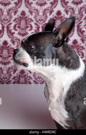 Boston Terrier posiert im Profil auf Damast Hintergrund im Studio. Hund-Fotografie. Stockfoto