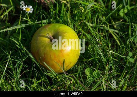 Ein Green Apple liegt im grünen Rasen mit einer einzigen Daisy Blume im Hintergrund Stockfoto