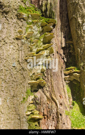 Bracket Pilz auf einem alten Baumstamm, Derwentwater, Lake District, Cumbria, England Stockfoto