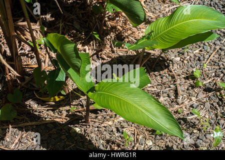 kleine Bananenbaum Stockfoto