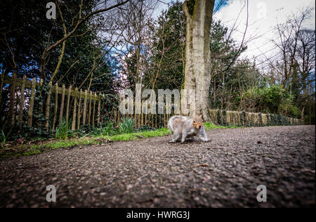 Braune Eichhörnchen rund um den Holland Park in London beim Überqueren der Straße oder Klettern auf den Dreier Stockfoto