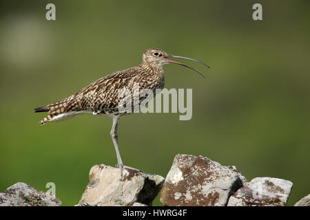 Eurasischen Curlew, Numenius Arquata, aufrufen, während auf einer Trockenmauer in Yorkshire Dales Stockfoto